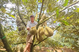 Lạ đời nghề "hái ra tiền" bằng đôi tai thính 