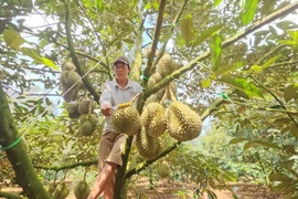 Lạ đời nghề "hái ra tiền" bằng đôi tai thính 