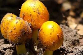 Loại nấm hệt lòng đỏ trứng, 300.000 đồng/kg vẫn "cháy hàng"