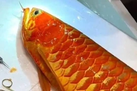 Cá rồng được trả gần 4 tỷ, chủ nhân quyết không bán