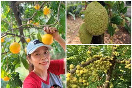 Xuýt xoa khu vườn ngập tràn trái chín của Mỹ Lệ 