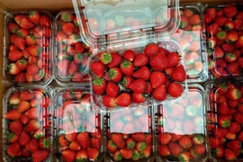 Dâu tây 'nhuộm đỏ' chợ Hà Nội, giá rẻ chưa từng có