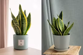 Những loại cây dễ chăm sóc, hút ẩm, giảm mùi trong nhà mùa nồm
