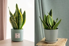 Những loại cây dễ chăm sóc, hút ẩm, giảm mùi trong nhà mùa nồm