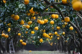 Thủ phủ bưởi Diễn tất bật vào vụ thu hoạch Tết Bính Ngọ 2026