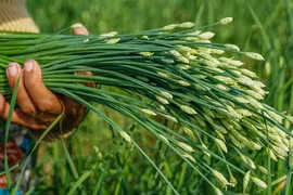 Loại rau "rẻ bèo" ở Việt Nam, nước ngoài gần 200.000 đồng/kg