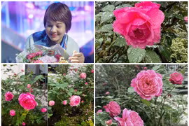 Mãn nhãn vườn hồng đẹp như cổ tích của MC Diễm Quỳnh 