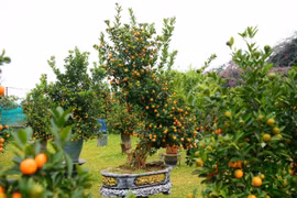 Ngắm quất mộc căn thế 'độc' chuẩn bị đón Tết Nguyên đán Bính Ngọ 2026