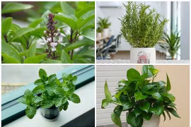 6 loại cây trồng trong bếp giúp khử mùi hiệu quả