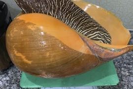 Ốc khổng lồ gần 1 triệu đồng/con, có tiền cũng khó mua 