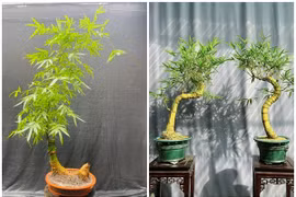 Loại cây mọc đầy đường lên đời thành bonsai giá hàng trăm triệu đồng 