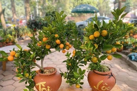 5 cây cảnh người giàu thường bí mật trồng trong nhà 