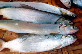 Loài cá hung dữ được ví như "cọp nước" chỉ dành cho đại gia