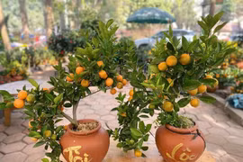 5 cây cảnh người giàu thường bí mật trồng trong nhà 