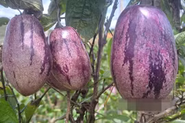 Loại dưa nhìn như cà tím, 80.000 đồng/kg không đủ bán