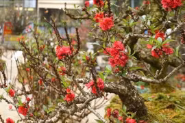 3 loại đào hút khách dịp Tết Bính Ngọ 2026