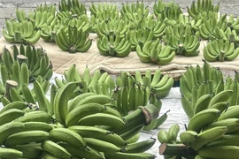Vài trăm nghìn đồng một nải chuối xanh dịp cận Tết