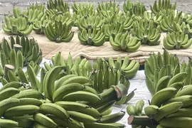 Vài trăm nghìn đồng một nải chuối xanh dịp cận Tết