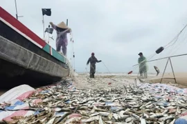 Ra khơi săn 'bạc biển', ngư dân Hà Tĩnh thu tiền triệu mỗi ngày