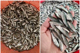 Loại cá tí hon trước "rẻ như cho" nay đắt ngang cá hồi 