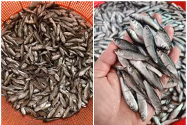 Loại cá tí hon trước "rẻ như cho" nay đắt ngang cá hồi 