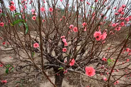 5 loại hoa chơi Tết xong có thể trồng trong vườn