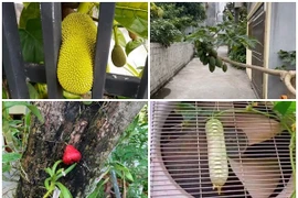 Muôn kiểu kết trái ngang ngược nhất Việt Nam, chủ khóc ròng