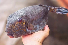 Loại cá nhìn như thủy quái, giá tiền triệu vẫn "cháy hàng"