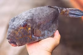 Loại cá nhìn như thủy quái, giá tiền triệu vẫn "cháy hàng"