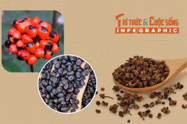 [INFOGRAPHIC] 3 loại hạt đắt như vàng của Việt Nam 