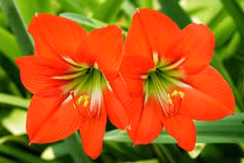 Những loài hoa "bất tử" trồng ban công, không cần chăm sóc 