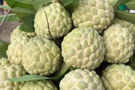 Mẹo mua na chín tự nhiên không phun thuốc, quả nào cũng ngon ngọt