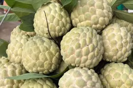 Mẹo mua na chín tự nhiên không phun thuốc, quả nào cũng ngon ngọt