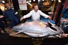 Loài cá đắt nhất thế giới gần 80 tỷ đồng có gì đặc biệt?