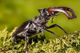 Loài bọ quý hiếm 2 tỷ đồng/con đại gia tranh nhau mua 