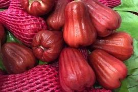 Giá mận An Phước tăng vọt do nhu cầu tăng mạnh