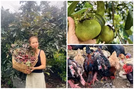 Thích mắt khu vườn 10.000m2 trĩu quả của ca sĩ Mỹ Lệ 