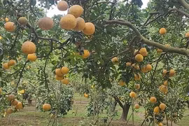 Thủ phủ bưởi Diễn rộn ràng vào mùa thu hoạch