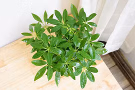 5 loại cây 'hút' vận may nên trồng trước nhà dịp năm mới 