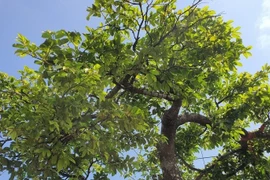 Chiêm ngưỡng cây thị bonsai được trả tiền tỷ vẫn chưa bán