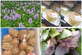 Những thứ vứt đi ở Việt Nam, sang Nhật bán "đắt như vàng"