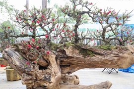 Chiêm ngưỡng đào thất thốn leo gỗ trăm triệu dịp Tết 