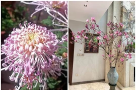 5 loài hoa vương giả trưng Tết rước lộc vào nhà 