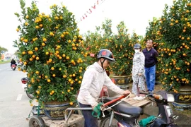 Cận Tết, nghề chở cây thuê kiếm tiền triệu mỗi ngày