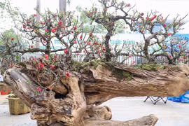 Chiêm ngưỡng đào thất thốn leo gỗ trăm triệu dịp Tết 