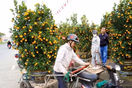 Cận Tết, nghề chở cây thuê kiếm tiền triệu mỗi ngày