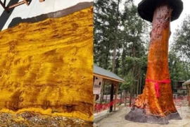 Tận thấy "gỗ hoàng đế" giá trị gấp 8.000 lần thông thường