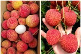 Chưa vào vụ chính, vải trứng Hưng Yên đã "cháy hàng"