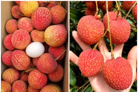 Chưa vào vụ chính, vải trứng Hưng Yên đã "cháy hàng"