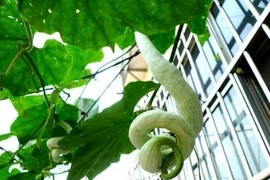 Tò mò loài cây “đẻ ra rắn”, cứ hái bán là “hốt bạc”